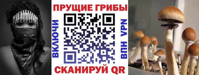 Галлюциногенные грибы Psilocybe Инсар